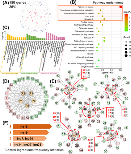 Figure 2 Enrichment analysis and construction of the pathway-ingredient network. (A) The distribution of liver cancer-related targets in the ingredient-target network. (B-C) Kyoto Encyclopedia of Genes and Genomes (KEGG) and Gene ontology (GO) analyses of therapeutic targets. (D) The pathway-ingredient network. Pathways (inner) and ingredients (outer). Pink rectangle: the ingredient with a degree value of 5. (E) Single pathway-ingredient network. The more liver cancer-related targets the ingredient (circle) acts on in this pathway, the closer it is to the network center. Pink circle: the ingredient with a pathway degree value of 5. Highlight IDs (red) of the three central ingredients and the numbers (black) of their action targets. (F) The frequency statistics of the central ingredients in single pathway-ingredient network.