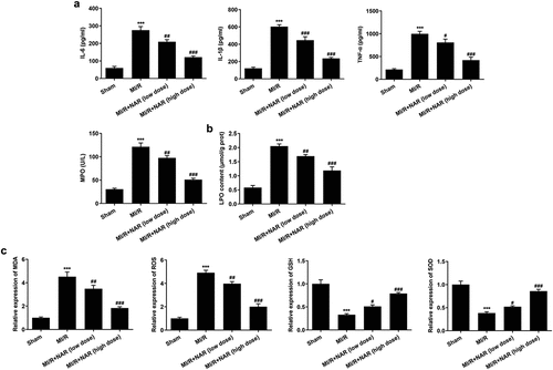 Figure 3. NAR reduced MI/R-induced inflammation and lipid peroxidation. A. ELISA kits detected the expression of IL-6, IL-1β, TNF-α and MPO. B. The kit was used to detect the level of lipid peroxide LPO in cardiac tissue. C. The kit detected levels of MDA, GSH and SOD in cardiac tissue. ***p < 0.01 vs Sham; #p < 0.05, ##p < 0.01, ### p < 0.001 vs MI/R