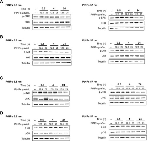Figure 6 (A–D) Activation of ERK, Akt, p38, and JNK by Western blot analysis. Normal human epidermal keratinocyte cells were cultured in 60 mm tissue-culture dishes at a density of 9.5 × 103 cells/cm2. The cells were exposed to 12.5 and 25 μg/mL PtNPs for 0.5, 4, and 24 hours. Untreated cells, harvested together at the 0.5-hour time point, served as a control. At the time of NP addition, the whole medium was exchanged in both treated and untreated cells. Tubulin was used as an internal control to monitor for equal loading. The data are representative of three independent experiments.Abbreviations: PtNPs, platinum nanoparticles; p-ERK, phosphorylated extracellular signal-regulated kinase; p-Akt, phosphorylated protein kinase B; p-JNK, phosphorylated c-Jun N-terminal kinase; Akt, protein kinase B.