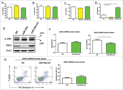 Figure 4. MiR-20a-5p regulates Bim expression via JNK2. (A-D) Real-time qPCR assay was used to measure AKT/JNK signaling pathways genes expression in H37Ra infected GFP+ THP-1 cells after up- or down-regulation of miR-20a-5p: AKT1 (A), AKT2 (B), JNK1 (C), JNK2 (D). (E) Expression of total JNK2 and p-JNK was detected by western-blot assay in H37Ra infected GFP+ THP-1 cells. (F) THP-1 cells were infected with miR-20a-5p-inh or NC lentivirus after JNK2 siRNA-carrying lentivirus infection, and 3 d later, GFP+ THP-1 cells were isolated and differentiated followed by stimulation with H37Ra at a MOI of 10 for 8 hs, Bim and Bcl2 gene expression was measured using real time qPCR assay. (G) After silencing of JNK2, THP-1 cells were infected with miR-20a-5p-inh or NC lentivirus, GFP+ cells were dealt with as above and apoptosis cell rate was determined using flow cytometry. ANOVA/Newman-Keuls multiple comparison test was used to compare the difference among all groups. *P < 0.05, ** P < 0.01.