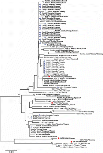 Fig. 4. Phylogenetic tree based on the CP amino acid sequences of 31 Prunus necrotic ringspot virus (PNRSV) isolates from Canada and 53 isolates retrieved from the NCBI database. Four PNRSV isolates representing phylogroups PV96, PV32, CH30 and PE5 are indicated by the symbol •, and all 31 Canadian isolates are marked by ▴. The tree was reconstructed with MEGA 4.1 using the neighbour-joining method. The numbers at the nodes indicate the percentage of 1000 bootstraps occurred in this group. The scale bar represents the number of substitutions per amino acid.