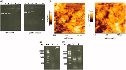 Figure 1. Physicochemical properties of the MPG/DNAs complexes: (A) Representative gel retardation assay of MPG peptide complexed with pcDNA-core and pcDNA-coreE1E2 at different N/P ratios; Lane 1: naked plasmid DNA as a control (pcDNA-core), Lane 2: N/P = 1:1, Lane 3: N/P = 2:1, Lane 4: N/P = 5:1, Lane 5: N/P = 10:1, Lane 6: N/P = 15:1 for pcDNA-core, Lane 7: naked plasmid DNA as a control (pcDNA-coreE1E2), Lane 8: N/P = 1:1, Lane 9: N/P = 2:1, Lane 10: N/P = 5:1, Lane 11: N/P = 10:1, Lane 12: N/P = 15:1 for pcDNA-coreE1E2. The DNA complexed with MPG that was not able to migrate into the gels was observed at an N/P ratio of 10:1; (B) The AFM micrograph of the spherical nanoparticles formed at N/P = 10:1 for pcDNA-core and pcDNA-coreE1E2: the nanoparticle was shown in circle; (C) Stability analysis of MPG-based core or coreE1E2 nanoparticles against DNase I. Lane 1: naked plasmid DNA with DNase, Lane 2: N/P = 10:1; (D) Stability analysis of MPG-based core or coreE1E2 nanoparticles against serum: Lane 1: naked plasmid DNAs as a control, Lane 2: N/P = 10:1.