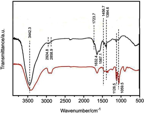 Figure 5 Fourier-transform infrared (FTIR) spectra of ultrasmall superparamagnetic iron oxide (USPIO; (black) and USPIO–polyethylene glycol (PEG)–Sialyl Lewis X (sLeX; red).