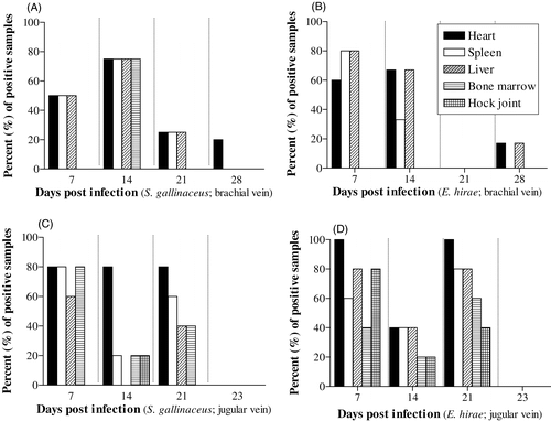 Figure 4. Percent of positive cultures post mortem from specific tissues from birds at times post infection with (4a) S. gallinaceus via the brachial vein, (4b) E. hirae via the brachial vein, (4c) S. gallinaceus via the jugular vein, and (4d) E. hirae via the jugular vein.