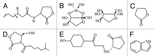 Figure 1. Chemical structures of representative QS signals. (A) N-Acyl-L-homoserine lactone (AHL), R represents either the 3-oxo substituent or absence of substitution. (B) Autoinducer-2 (AI-2), (C) γ-Butyrolactones, (D) A-factor, (E) p-Coumaryl homoserine lactone (pC-HSL), (F) Indole.
