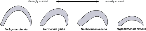 Figure 3. Claws of selected monodactylous oribatid mites highlighting the wide range of different curvatures that can be found. The intertidal F. rotunda (Ameronothroidea) shows strongly curved claws (left) while the soil dwelling H. rufulus (Hypochthonioidea) possesses only weakly curved claws (right).