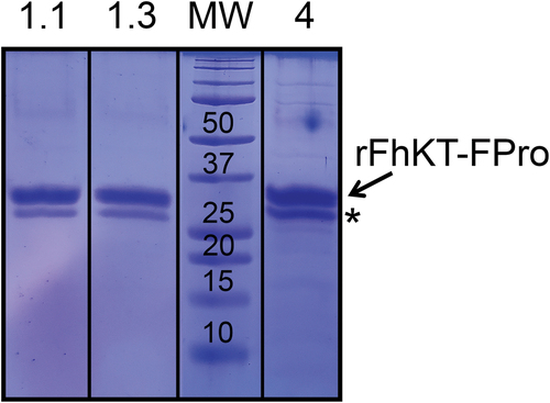 Figure 2. Expression and purification of rFhKt fusion proteins. A representative SDS-PAGE analysis is shown of the recombinant E. coli-expressed and purified fusion proteins of F. hepatica KT inhibitors, rFhKt1.1 (lane 1.1); rFhKt1.3 (lane 1.3), and rFhKt4 (lane 4). Lane MW: molecular weight markers. Bands with an asterisk (*) correspond to shorter derivatives of the fusion proteins rFhKT-FPro in which the DNA intein cut a small fragment of the N-terminus of the FhKT proteins during the expression-purification process.