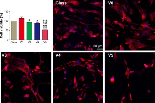 Figure 4 Proliferation viability of HFF1 cells after 24-hour culture on the glass, V0, V3, V4, and V5 samples.Notes: ***P<0.001 vs glass; #P<0.05; ###P<0.001 vs V0; $$$P<0.001 vs V3; &&&P<0.001 vs V4. Data expressed as means ± standard deviation (n=3). DAPI (blue)- and TRITC-phalloidin (red)-stained fluorescent images of HFF1 cells on the five specimens after 1-day culture.Abbreviations: V0, homogeneous vanadium metal nanoparticles deposited on quartz glass; V3, homogeneous V2O3 nanoparticles deposited on quartz glass; V4, homogeneous VO2 nanoparticles deposited on quartz glass; V5, homogeneous V2O5 nanoparticles deposited on quartz glass; DAPI, 4′,6-diamidino-2-phenylindole; TRITC, tetraethyl rhodamine isothiocyanate.