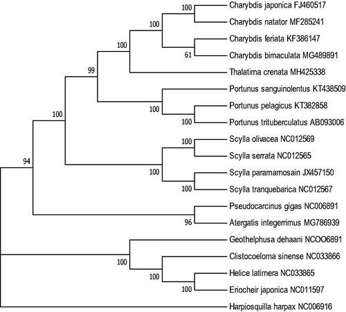 Figure 1. Molecular phylogeny of T. crenata and other related species based on 12 protein-coding genes. The complete mitochondrial genomes of 18 species were downloaded from NCBI, with Hapiosquilla harpax as an outgroup.
