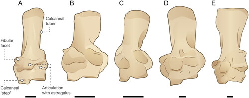 Figure 4. Comparative diagrams of representative macropodiform calcanea in cranial view. A, Macropus giganteus (NMV C5532). B, Dendrolagus lumholtzi (MNH 65258 mirrored from left side). C, Ganawamaya gillespiae (QM F35432). D, Protemnodon anak (NMV P39101.5 mirrored from left side). E, Sthenurus stirlingi (SAMA P22533). Scale bars = 10 mm.