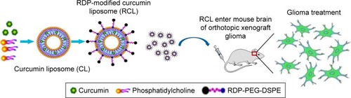 Figure 1 Schematic representation of the transport of RDP-modified curcumin nanoliposomes (RCL) into the brain for glioma therapy. The liposomes were prepared using thin-film hydration method. Then, the liposomes were intravenously injected into mice to determine their anti-glioma activity.