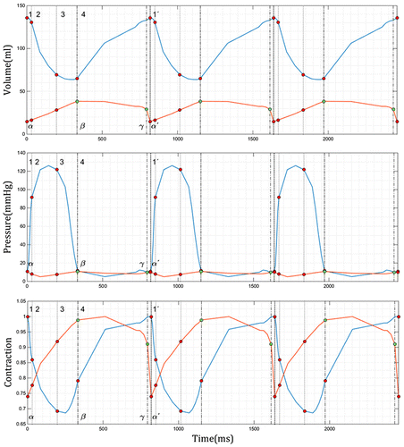 Figure 2. LV (blue) and LA (orange) time course of pressure (top), volume (middle), and contraction (bottom) for three cardiac cycles. Red and green points (LV and LA, respectively) and dotted lines refer to the main phases of the cardiac cycles. Labels were added only in the first cycle.