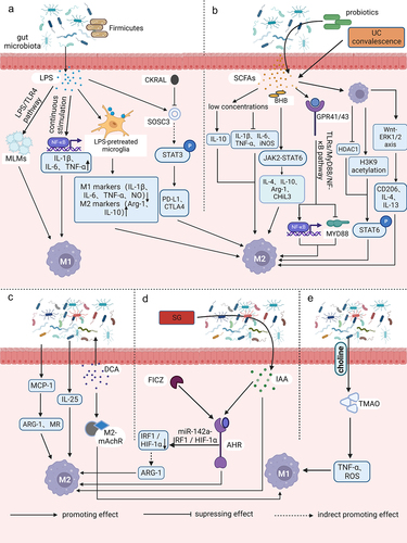 Figure 1. Relationships between gut microbiota metabolites and macrophage polarization. (a) intestinal flora utilizes LPS as a trigger to regulate the aggregation of monocyte-like macrophages through the LPS/TLR4 pathway. This process leads to the formation of a precancerous inflammatory microenvironment that promotes the polarization of M1 macrophages. The process of aging results in the growth of the Firmicutes or Aspergillus phylum in the intestinal microbiota. This, in turn, leads to an increase in LPS and continuous stimulation of inflammatory signalling pathways in host intestinal macrophages. As a result, pro-inflammatory cytokines TNF, IL-1β and IL-6 are upregulated, NF-κB activation is induced, and M1-like polarization is facilitated. Microglia exhibits an M2-like polarized phenotype as the secretion of pro-inflammatory mediators such as TNF-α, NO, PGE2, IL-1 and 6 is reduced after LPS pretreatment and exposure to LPS stimulation. Additionally, M2 markers such as ARG1 and IL-10 are upregulated. CARKL inhibits the LPS-induced expression of SOCS3, indirectly increasing STAT3 phosphorylation. It also upregulates the expression of immune checkpoint molecules PD-L1 and CTLA-4, and facilitates polarization of M2-like macrophages. (b) low concentrations of SCFAs have been found to suppress pro-inflammatory factors such as TNF-α, IL-1/6 and iNOS, while increasing anti-inflammatory factors like IL-10. This leads to a switch in macrophages towards an M2-like polarization. BHB enhances the expression of M2-related genes, including IL-4/10, ARG1, and CHil3, by strengthening the JAK2-STAT6 signaling pathway, thus directly promotes M2 macrophage polarization. The consumption of complex probiotics has been shown to increase the growth of bacteria that produce SCFAs, specifically butyric and propionic acid. This process also activates the GPR41/43 pathway and the NF-κB cascade response, while inhibiting MyD88 through the TLRs/MyD88/NF-κB signalling pathway. Hence, complex probiotics foster macrophage M2 polarization. Butyrate treatment of macrophages promotes M2 polarization by inhibiting HDAC1 gene expression and enhancing H3K9 acetylation, leading to STAT6 phosphorylation. During recovery from ulcerative colitis, levels of butyrate are greatly increased, which mediates macrophage activation of the WNT-ERK1/2 axis and improves expression of CD206, IL-4, and IL-13, ultimately inducing M2 polarization. (c) DCA induces ecological dysregulation, upregulates MCP-1 expression, and elevates mRNA levels of M2 genes such as ARG-1 and MR, leading to the M2 phenotypic polarization of TAMs. Furthermore, dysbiosis of intestinal flora stimulates IL-25 secretion, which induces polarization of M2 type macrophages. Additionally, DCA increases the mRNA expression level of M2-mAchR in macrophages and promotes M1 macrophage polarization through the TLR2-NF-κB/ERK/JNK pathway. (d) the activation of AhR by IAA is responsible for the M2 TAMs phenotype. SG leads to changes in the intestinal microflora, resulting in an increase in the levels of IAA, which in turn stimulates the polarization of macrophages to the M2 type. FICZ facilitates the expression of AhR, which indirectly leads to an increase in the expression of M2 markers such as ARG-1. This process enhances M2 polarization by downregulating IRF1 and HIF-1α, and inhibiting iNOS expression through the miR-142a-IRF1/HIF-1α pathway. (e) TMAO is created by gut microbes during the breakdown of choline from food. It has been observed to stimulate the production of pro-inflammatory mediators such as TNFα and ROS, which can result in a shift toward the M1 TAM phenotype.