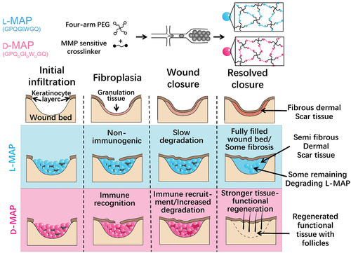 Figure 8. Schematic of MAP hydrogel preparation process and its effect on wound repair. (A) Diagrams of the preparation process of hydrogel microspheres. (B) Effect of L-MAP or D-MAP hydrogel applied to wound-healing model. Compared with L-MAP, D-MAP hydrogel can recruit immune cells and activate adaptive immunity, which further promotes tissue remodelling and regeneration and accelerates the in vivo degradation of D-MAP.