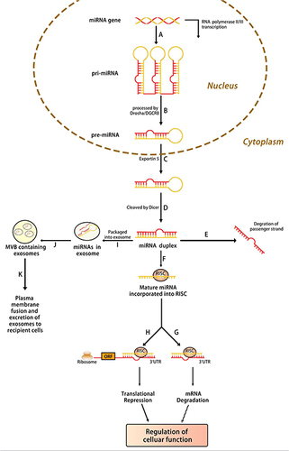 Figure 1 Biogenesis of microRNA. (A) MiRNA is transcribed by RNA polymerase (Pol) II or III into primary (pri)‐miRNA, which is then (B) processed by Drosha into precursor (pre)‐miRNA. (C) The pre‐miRNA is transported from the nucleus into the cytoplasm by exportin 5, where it is then (D) processed by Dicer into a miRNA duplex. (E) The unwinding of the duplex results in the degradation of the passenger strand, and the (F) incorporation of the mature strand into RNA‐induced silencing complex (RISC). The RISC then suppresses the gene expression of a target messenger RNA (mRNA) by either (G) mRNA degradation or (H) translational repression, resulting in the regulation of the cellular function. (I) Furthermore, miRNAs can also be packaged into exosomes, which are then (J) compartmentalized into a multivesicular body (MVB). (K) The MVB fuses with the plasma membrane, resulting in the transfer of miRNA‐containing exosomes to recipient cells and mediating intercellular gene regulation.