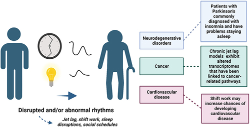 Figure 4 Disruptions in rhythms, like shift work, and abnormal rhythms can accelerate aging and lead to age-related diseases, like neurodegenerative disorders and cardiovascular disease. Differences in rhythms could also predict vulnerability to developing age-related diseases. Created with BioRender.com.