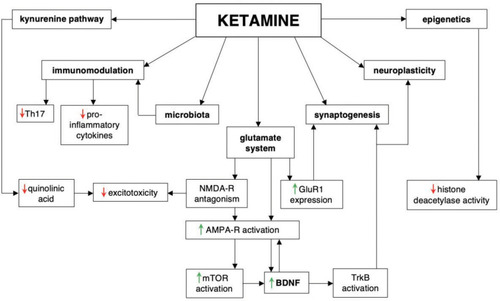 Figure 1 Ketamine’s possible mechanisms of action in bipolar disorder. Proposed model summarizes multipotential properties of ketamine, including modulation of immune system, microbiota, epigenetics, kynurenine pathway and glutamate system as well as synaptogenesis and neuroplasticity.