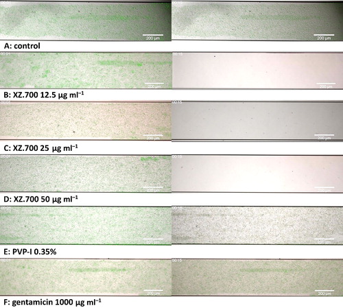 Figure 5. Time lapse microscopic images of the effect of different treatments on 16 h-old MRSA biofilms cultured under flow conditions. Images obtained 1 min (left column) and 15 min (right column) after start of flow with A: control medium, B: XZ.700 12.5 µg ml−1, C: XZ.700 25 µg ml−1, D: XZ.700 50 µg ml−1, E: PVP-I 0.35%, F: gentamicin 1000 µg ml−1. Green fluorescent protein (GFP) fluorescence is shown in green, propidium iodine (PI) fluorescence (indicative for cell death) is shown in red. The size bar represents 200 µm.
