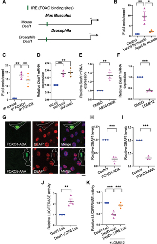 Figure 6. FOXOs target and repress Deaf1expression. (A) a putative FOXO binding site (green box; Insulin Responsive Element [IRE]) located in the proximal (2 kb) promoter region of fly and mouse Deaf1. Arrows denote ATG. (B–C) FOXO transcription factors bind to the Deaf1 promoter. ChIP was performed using young and old fly thorax (ages: 2 vs. 5 weeks) (B) or using C2C12 cells (C), followed by qPCR assay. (D–F) FOXOs suppress Deaf1 mRNA expressions in C2C12 myoblasts. RNAs from C2C12 myoblasts stably infected with lentivirus expressing shLuc, shFOXO1, or shFOXO3, or treated with AS1842856 (a FOXO1 inhibitor) or LOM612 (a FOXOs activator) were subjected to qPCR assays. (G–I) Expression of constitutively active FOXO1 or FOXO3 decreases DEAF1 protein levels. C2C12 myoblasts were transfected with activated FOXO1 (FOXO1-ADA) or FOXO3 (FOXO3-AAA) (green) were subjected to immunofluorescence with anti-DEAF1 antibody (red) and DAPI (blue) (G). DEAF1 signals in control C2C12 cells or cells expressing active FOXO1 (H) or FOXO3 (I) were quantified. Scale bar: 10 µm. (J–K) Luciferase assays using wild-type (wt) and mutant versions (ΔIRE) of the Deaf1 promoter. Removal of FOXOs binding sites (ΔIRE mutant reporters) increases the transcriptional activity of Luciferase reporters (J). The LOM612 treatment (a FOXOs activator) suppresses the Deaf1 transcription which is reversed by the removal of FOXO binding sites (K).