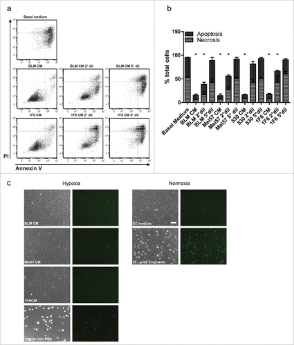 Figure 2. Melanoma conditioned medium (CM) prevents hypoxia induced apoptosis of endothelial cells (EC). (a,b) Bivariate FACS analysis of melanoma CM treated ECs (a) Representative dot plots of ECs treated with undiluted, twice diluted (2*dil) and five times diluted (5*dil) melanoma CMs, and basal medium (DMEM + 10% FBS) at 48 h of hypoxia. Treated cells were stained with Annexin V (X-axis) and Propidium Iodide (PI, Y-axis) and subjected to flow cytometry analysis to determine percentages of apoptotic, necrotic and viable cells. (b) Relative percentages of apoptotic and necrotic ECs with different treatments at 48 h hypoxia. Treatment with diluted melanoma CMs showed a gradual shift toward apoptotic cells. Data are derived from three independent experiments. *p < 0.05. (c) Visualization of apoptotic nuclei in ECs subjected to melanoma CM or basal medium (DMEM+10% FBS) treatments at 48 h of hypoxia. As controls, ECs were treated with EC culture medium with or without 25 µg/mL Etoposide (positive and negative control for apoptosis, respectively) under normoxic conditions. Scale bar, 100 µm.