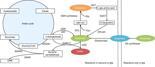Figure 1 Amino acid neurotransmitter synthesis and catabolism. The synthesis and catabolism of GABA and glutamate are tightly interconnected in the brain.
