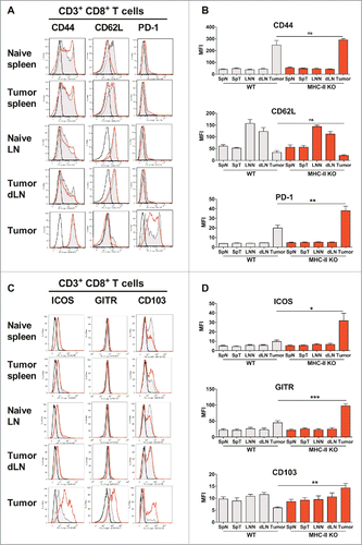 Figure 6. CD8+ T lymphocytes are activated in MHC-II KO mice and recruited to the tumor, despite the absence of CD4+ T-cells. WT C57BL/6J and MHC-II KO mice were injected on day 0 with 6 × 105 TC-1 cells, and cell suspensions were prepared after 25 days from spleens, dLN and tumors and analyzed by flow cytometry. The spleens and lymph nodes from naive mice were used as controls. The surface expression of CD44, CD62L, PD-1, ICOS, GITR and CD103 on CD8+ T-cells purified from the indicated organs is shown in A and C. Filled grey lines represent WT mice, open red lines represent MHC-II KO mice, while labeling with isotype controls is represented by black lines. Data from one representative experiment are shown. The MFI ± SEM shown in B and D (WT: grey histograms and MHC-II KO: red histograms) represents cumulative results from 4 independent experiments (n = 7–11 mice per group). * p < 0.05, ** p < 0.01 and *** p < 0.001 as determined by the Mann-Whitney test.