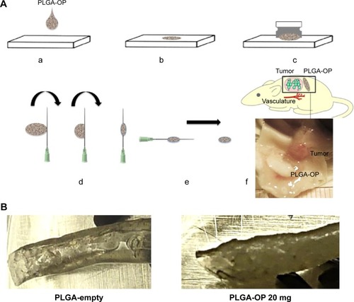 Figure 1 Therapeutic design of PLGA-OP cylindrical implants.