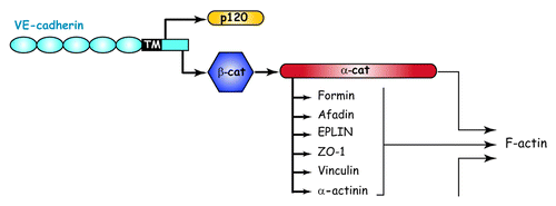 Figure 2. Organization and cytoskeletal relationship of cadherin-catenin complex. Adapted from reference Citation93.