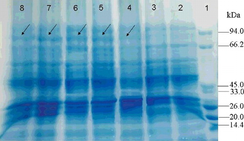 Figure 5. Heterologous protein expression in E. coli with IPTG induction (1 mmol/L) at 37 °C for 0, 2, 4, 6, 8 and 10 h. Lane 1, protein molecular weight marker (MW, TransGen, Beijing, China); Lane 2, E. coli harbouring empty vector; Lane 3, E. coli harbouring pET-32a-abf construct induced by IPTG (1 mmol/L) at 0 h; Lane 4, at 2 h; Lane 5, at 4 h; Lane 6, at 6 h; Lane 7, at 8 h; Lane 8, at 10 h.