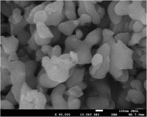 Figure 1. SEM images of nano alumina.