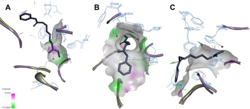 Figure 3 Comparison of HDAC1 (blue) and HDAC2 (purple) structures from different angles (A–C). Residues are labeled according to HDAC2 numbering, co-crystal ligand represented in stick view, Zn atom – as red bead. Images prepared in Discovery Studio Visualizer.