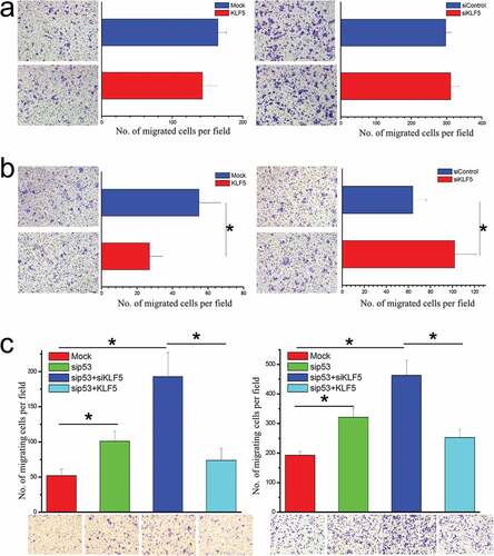 Figure 2. P53 status determines the regulation of cell migration by KLF5. (a). In HepG2 cells harboring wild type p53, KLF5 overexpression (left) and knock-down (right) had little effect on cell migration. (b). In p53-null Hep3B cells, KLF5 overexpression significantly suppressed cell migration (left), while KLF5 knock-down significantly promoted cell migration (right). (c). In the p53 wild type cell lines HepG2 (left) and BEL-7402 (right), KLF5 significantly influenced cell migration after p53 silencing. The number of migrating cells was counted in 4 random fields (n = 4 from 3 independent experiments). *P < 0.05, data are presented as the means ± SD.