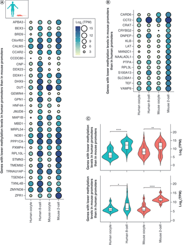 Figure 6. Comparison of early-stage gene expression profiles in human and mouse. (A & B) Expression values for the genes with lower methylation levels (A) in human promoters compared with mouse promoters and (B) in mouse promoters compared with human promoters. (C) Violin plots displaying the expression values distribution of the genes in human and mouse oocyte and zygotic genome activation stages. Note: Gene names are based on human gene symbols, and mouse orthologous counterparts are considered.****p < 0.0001; **p = 0.001–0.01; *p = 0.01–0.05.TPM: Transcripts per million; ZGA: Zygotic genome activation.