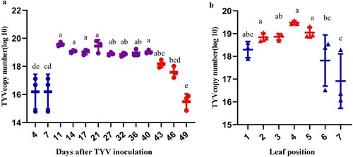 Figure 1. Virus quantification by TaqMan real-time PCR. a: TYV copy number of tobacco plants at different times after inoculation (n = 3, F = 21.64, df = 26, P  < 0.0001). b: Spatial distribution of viral copy number in different leaf positions after inoculated for 27 days (n = 3, F = 2.949, df = 14, P = 0.045). The first leaf is the youngest leaf. Mean ± SD, different letters showed significant differences at P  < 0.05 level (one-way ANOVA).