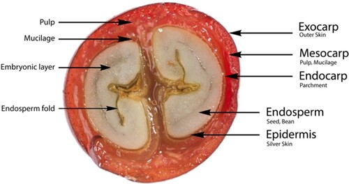 Fig. 4. The anatomy of the coffee cherry (reproduced, with permission, from Bastian et al. Citation2021)