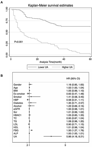 Figure 2 A total of 326 asymptomatic middle-aged and elderly patients with 5-year clinical follow-up analysis. (A) Survival curve in 326 asymptomatic middle-aged and elderly patients over five years. K-M analysis demonstrated that SUA level was associated with CACS. P<0.05 means statistically significance between two groups. (B) Binary cox regression analysis for CACS within 5 years. Forest plot showed the result of cox regression analysis.