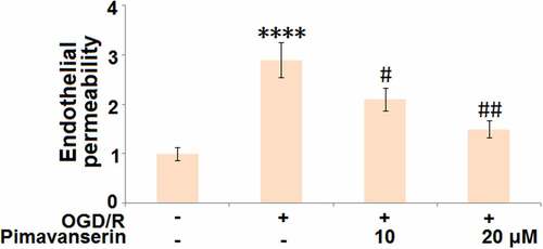 Figure 5. Pimavanserin attenuated OGD/R- induced aggravation of endothelial permeability in brain bEND.3 endothelial cells. Endothelial permeability was measured using FITC-dextran (****, P < 0.0001 vs. vehicle group; #, ##, P < 0.05, 0.01 vs. OGD/R group)