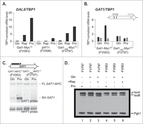 Figure 6. Internal deletion of a 60nt region responsible for premature transcription termination. Panel A. Total RNA was isolated from gat1Δ (FV006), GAT1-MYC13 (FV063) and GAT1Δ60-MYC13 (FV797) cells grown in YNB medium with proline (Pro) or glutamine (Gln) as the nitrogen source, with or without rapamycin treatment. DAL5 mRNA levels were quantified by quantitative RT-PCR with primer pair DAL5O1-DAL5O2. Panel B. Total RNA was isolated from GAT1-MYC13 (FV063) and GAT1Δ60-MYC13 (FV797) mutant cells grown in YNB medium with glutamine (Gln) or proline (Pro). GAT1 mRNA levels were quantified by quantitative RT-PCR with primer pairs GAT1O1-O2 and GAT1O3-O4. Panel C. Total RNA was isolated from GAT1-MYC13 (FV063) and GAT1Δ60-MYC13 (FV797) mutant cells grown in YNB medium with glutamine (Gln) or proline (Pro). 30 μg of total RNA from each sample were subjected to Northern blot analysis using a double stranded GAT1-specific probe covering the 5′ region of the gene. HHT1 was used as the loading and transfer efficiency control. Panel D. Proteins were isolated from GAT1-MYC13 (FV063) and GAT1Δ60-MYC13 (FV797) cells grown in YNB medium with proline (Pro) or glutamine (Gln) as the nitrogen source, with or without rapamycin treatment. Gat1 protein species were analyzed with anti-myc western blotting as described in material and methods. Loading uniformity was assessed using anti-pgk1 antibodies.