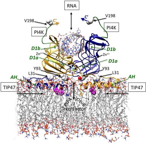 Figure 2 Structure-based theoretical model of membrane-bound NS5A D1 homodimer binding RNA duplex.Notes: The ribbon representations of the dimeric subunits are colored gold and blue. The N-terminal AHs align in plane with the membrane and pack against residues Y93 and L31 at the dimer interfaces. This AH conformation suggests potential binding site(s) for endogenous cofactors and drugs at the Y93/AH/dimer interfaces that may help explain the activity of NS5A direct inhibitors at different stages of replication and inhibition, and the effects on membranous web morphology. An atom of Zn++ (cyan) binds at the D1a site at the core of each monomer, stabilizing a novel fold. RNA is shown binding at the D1b interface of this dimeric form. The recently identified regions for PI4K-binding at the C-terminal are colored green (182–198), and critical TIP47-binding residues near the AH N-termini are colored magenta. (The templates used PDB ID IZH1, PDB ID IR7G, POPC phospholipid bilayer). Reproduced with permission of James H Nettles. Copyright © 2013.Abbreviations: AH, amphipathic helix; D1, domain 1 subdomain 1; NS5A, nonstructural protein 5A; PI4K, phosphatidylinositol 4-kinase; PIP4, phosphatidylinositol phosphate 4; pdb, protein data bank; RNA, ribonucleic acid; TIP47.