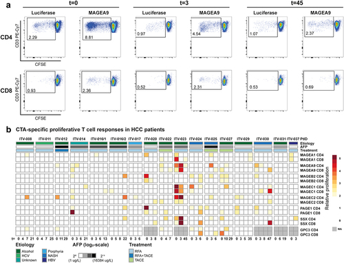 Figure 3. CTA-specific stimulation induces proliferative responses in CD4+ and CD8+ T-cells of HCC patients. CTA-specific CD4+ and CD8+ T-cell proliferation was measured in 16 HCC patients by 6-day stimulation of CFSE-labeled PBMC with CTA mRNA or luciferase mRNA (negative control)-electroporated autologous B-cell blasts. CTA-specific proliferation was then calculated by dividing the percentage proliferated (CFSE-low) T-cells upon CTA-stimulation by the percentage proliferated T-cells upon luciferase-stimulation. A. Gating example of proliferation of CD4+ and CD8+ T-cells collected before (t = 0) and t = 3 and t = 45 weeks after RFA from patient ITV-023 upon 6 days of stimulation with MAGEA9 or luciferase mRNA electroporated B-cell blasts. B. Heat map indicates fold-changes in proliferation of peripheral CD4+ and CD8+ T-cells upon stimulation with individual CTAs compared to stimulation with luciferase (colored legend). CTA-specific T-cell responses were considered positive with a ≥ two-fold increase compared to lucifase-stimulated T-cell proliferation was observed. For comparison, proliferative responses against the onco-fetal tumor-associated antigen GPC3 were measured in 11 patients and depicted as fold changes compared to stimulation with eGFP. Patient ITV-016 was included after initial RFA and after a second RFA 13 weeks after the first treatment due to rapid cancer recurrence. Annotation above the heat map indicates the etiology of HCC, AFP levels before treatment, and the treatment (RFA or TACE) which the patients received. Annotation below the heat map indicates the actual weeks after treatment at which blood samples of the individual patients were collected (t = 0: before local tumor ablation).