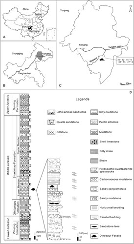 FIGURE 1. Maps showing the location where the Bashanosaurus primitivus was recovered. A, sketch map of China showing the location of Chongqing Municipality. B, sketch map of Yunyang County. C, sketch map of the fossil locality. D, stratigraphic chart with Lower Member of the Shaximiao Formation in Yunyang County, Chongqing Municipality, China.