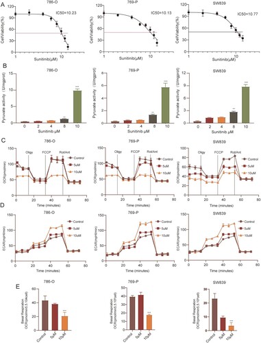 Figure 7. Sunitinib enhances the Warburg effect in RCC. (A) Relative cell viability of 786-O, 769-P and SW839 cells treated with sunitinib at different concentrations for 24 h was measured by MTT assays. (B) Pyruvate activity in 786-O, 769-P and SW839 cells after treatment with sunitinib for 24 h; (n = 3, mean ± SD). (C, D) OCR and ECAR level of 786-O, 769-P and SW839 cells pretreated with different dose of sunitinib for 24h as measured by seahorse analyzer. (E) The basal respiration in 786-O, 769-P, and SW839 cells respectively. (n = 5, mean ± SD). ** p < 0.01 and *** p < 0.001 vs control group.