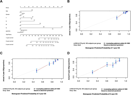 Figure 6 Nomogram models of DNTTIP1 in ccRCC. (A) Nomogram of OS in ccRCC patients. (B–D) Calibration curves of 1-year, 3-year, and 5-year OS. Red line: actual calculation result; Grey line: the result of prediction. The fitting degree of red line and gray line indicates the success rate of the prediction model.