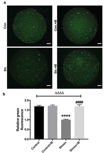 Figure 4. Effects of melatonin (m) and restraint stress on autophagy in MII oocytes. (a) Live oocytes were assessed for autophagic vacuoles, visualized as green fluorescence from control (Con.), control+M (Con.+M), stress (Str.) and stress+M (Str.+M) mice. (Bar = 20 μm). (b) Autophagy levels were quantified as the sum total of green fluorescence within each oocyte (n = 50 oocytes from five mice per group). All data are presented as mean ± SEM. ΔΔΔΔP < 0.0001 ANOVA; ****P < 0.0001 vs. control group; ####P < 0.0001 vs. stress group. Control, non-stress treated with vehicle; Control+M, non-stress treated with melatonin; Stress, stress treated with vehicle; Stress+M, stress treated with melatonin.