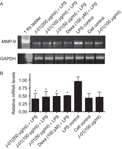 Figure 4.  The effect of J-01 extract on MMP-9 gene expression. RAW264.7 cells were stimulated with or without LPS (1 μg/mL). RNA was isolated from drug treated and untreated cells and RT-PCR was performed using specific primers as described in the text. (A) MMP-9 and GAPDH mRNA (B) relative level of MMP-9 gene expression normalized to GAPDH RNA and values depict arbitrary units. Data is representative of three experiments. *P < 0.05.