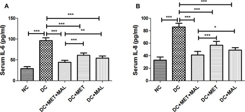 Figure 6 Effect of combined drug therapy on serum inflammatory cytokines in HFD/STZ-T2DM model rats. The serum levels of IL-6 (A) and IL-8 (B) of rats were measured by ELISA. The data were presented as mean ± SD, (n = 8 for all groups). ***P < 0.001;**P < 0.01; *P < 0.05.