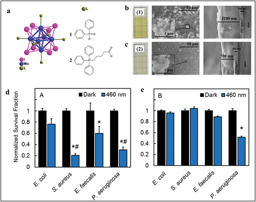 Figure 16. (a) Schematic representation of complexes [Mo6I8(OPOPh2)6]2– (1) and [Mo6I8(OCOC4H8PPh3)6]4+ (2). Photographs of the 1/ITO glass (b) and 2/ITO (c) glass layers under visible light, surface morphology (middle), and cross-section (right) images. Eradication of matured biofilms on 1/ITO glass (d) and 2/ITO glass (e) after exposure to 460 nm light for 1 h (18 mW cm−2). Notes: *significantly different from the respective dark control; and #significantly different from E. coli under 460 nm light. Adapted with permission from 138. Copyright 2020 American Chemical Society.