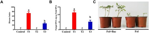 Figure 1. Fusarium wilt disease severity on tomato plants inoculated with B. subtilis IAGS174 and pathogen biomass quantification in planta. (A). Disease severity was calculated three weeks after pathogen inoculation. Vertical bars indicate the standard error of mean. Columns with different letters are statistically significantly different according to Duncan’s new multiple range test at P < 0.05. (B). Quantification of fungal biomass in planta using total plant DNA isolated from the aerial parts of tomato plants. Vertical bars indicate the standard error of mean. Columns with different letters are statistically significantly different according to Duncan’s new multiple range test at P < 0.05. (C). Fusarium wilt symptoms on tomato plants grown in the symbiosis of B. subtilis IAGS 174. Control = Non-treated control plants; T1= FoL; T2= B. subtilis IAGS174; T3= B. subtilis IAGS174 + FoL.