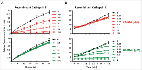 Figure 5. CA-074 does not inhibit recombinant cathepsin C. The in vitro assay was performed in the presence of recombinant cathepsin B (A) or cathepsin C (B), the corresponding cathepsin B and C substrates, and increasing concentrations of the cathepsin B inhibitor CA-074, or the cathepsin C inhibitor GF-DMK. Cathepsin B and C activity was measured by analyzing Gly-Arg-AMC and Arg-Arg-AMC cleavage at 460 nm, respectively. Experiment was performed in triplicate.