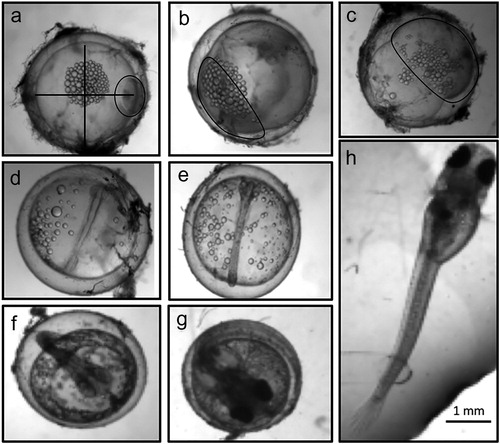 Figure 3. Photo examples for different stages of embryonic development of the banded killifish (Fundulus diaphanus). (a) cell division (4 cell stages); (b) blastulae; (c) gastrulae; (d) neurulae; (e) to (g) segmentation (growth, differentiation, and development); (h) newly hatched larva. Stages were based on drawings in Armstrong and Child (Citation1965). The perpendicular lines in panel A indicate how embryo size was determined. Black circles were added in panels A through C to indicate where the cells were. Note: the large round drops are oil globules from the yolk not embryonic cells.